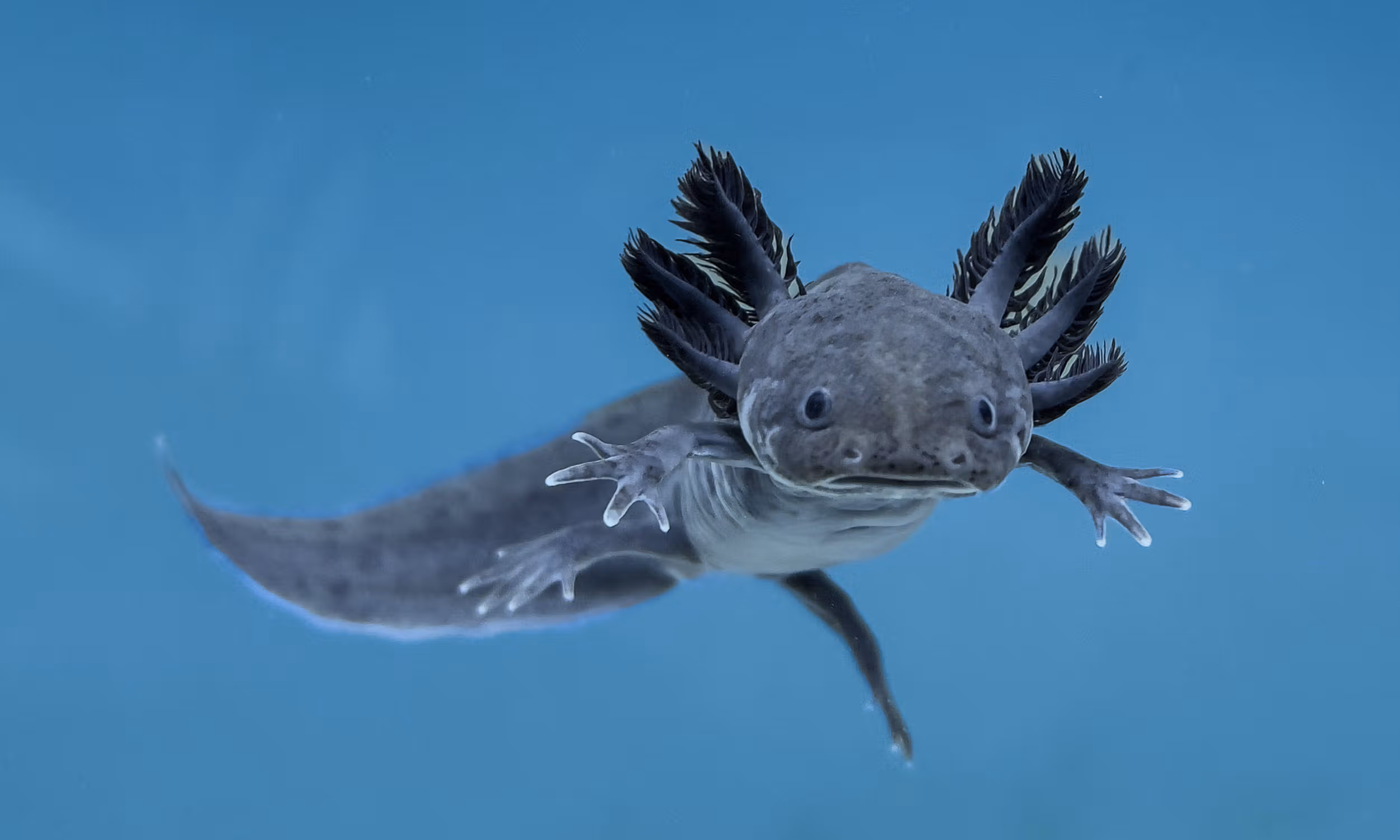 Axolotl
